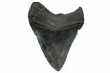 Fossil Megalodon Tooth - South Carolina #372384-1